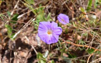 Ipomoea ternifolia, Tripleleaf Morning-glory, Southwest Desert Flora Ipomoea ternifolia, Tripleleaf Morning-glory, Southwest Desert Flora